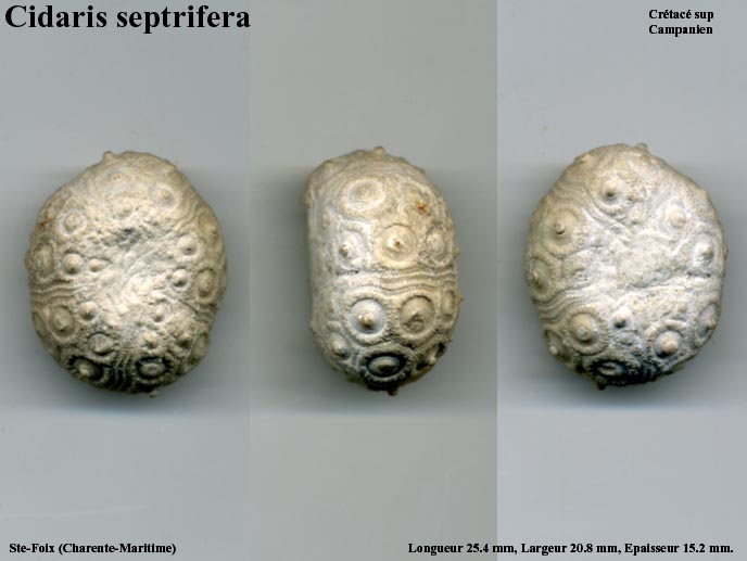 Cidaris_septrifera